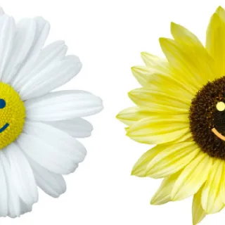 Il en faut peu pour être heureux