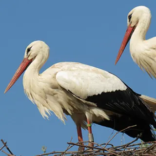 La biodiversité en équations
