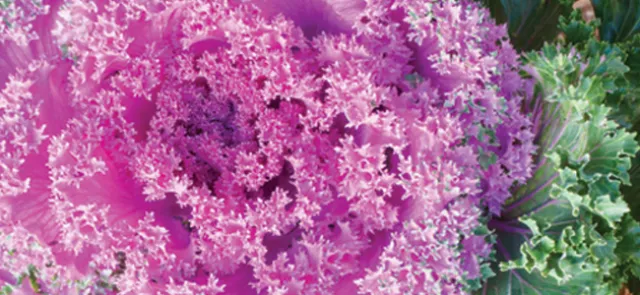 Les mille et une vies de Benoît Mandelbrot