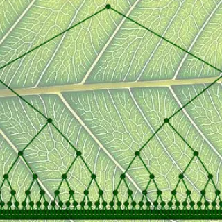L'arbre dyadique