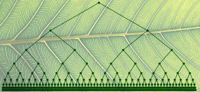 L'arbre dyadique – Entiers et ordre p-adique | Tangente