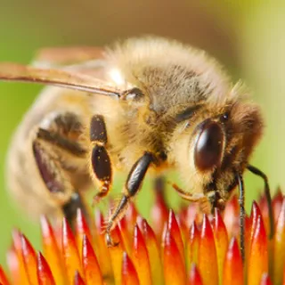 Les abeilles : un réel sens abstrait du nombre