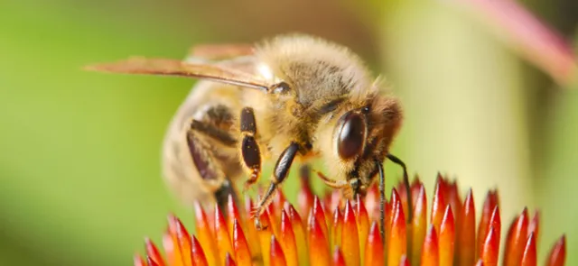 Les abeilles et le sens abstrait du nombre | Tangente