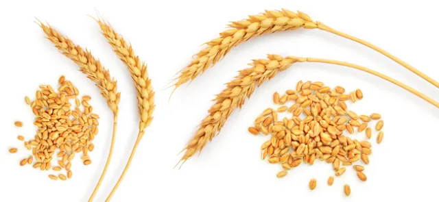 Grains sur l’échiquier et autres grandes puissances