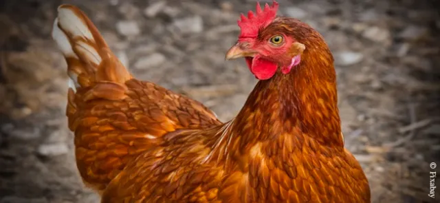 Bien-être animal